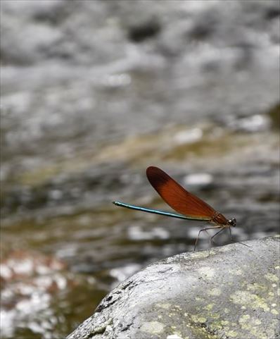 ファイル 108-5.jpg