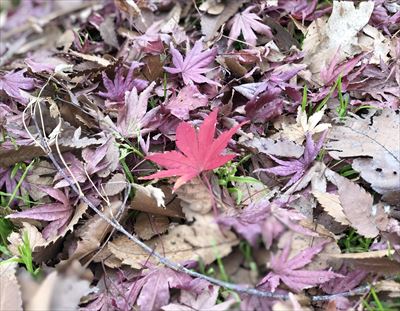 ファイル 141-5.jpg