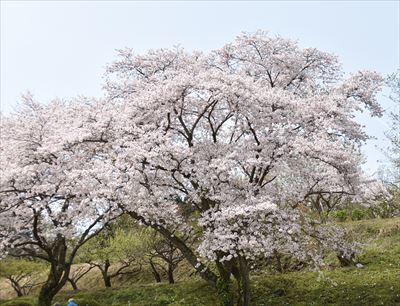 ファイル 161-2.jpg