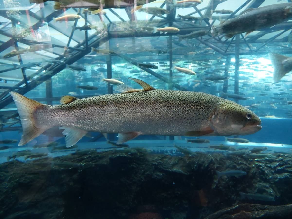 ファイル 213-1.jpg