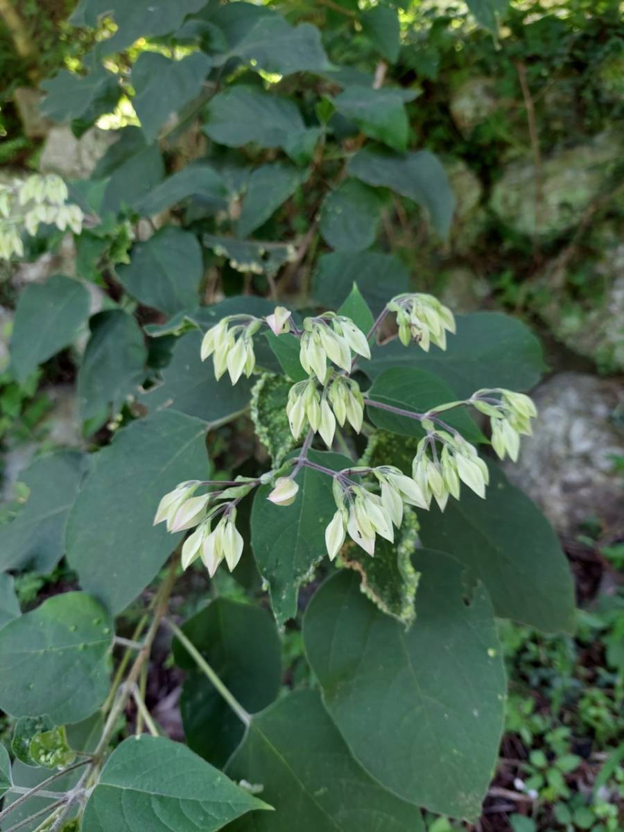 ファイル 221-1.jpg