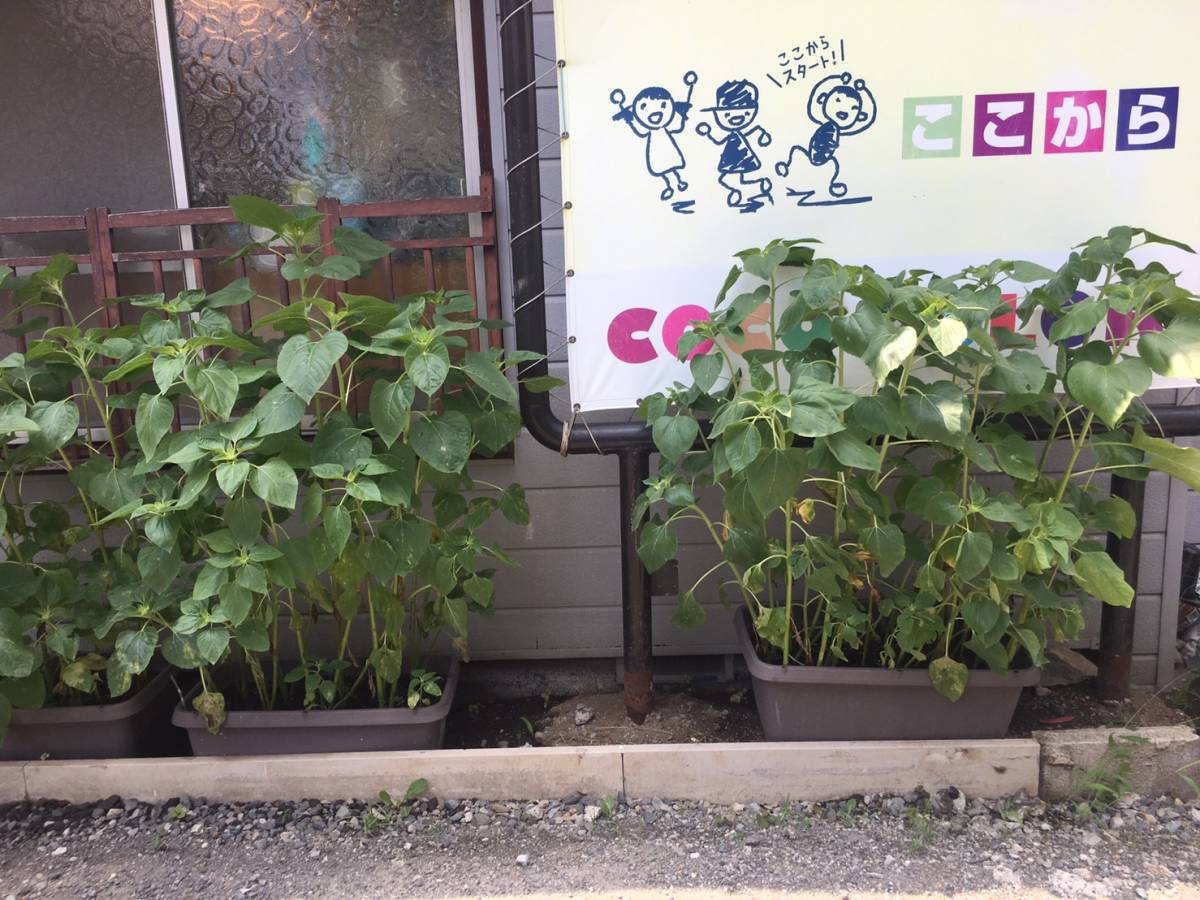 ファイル 233-1.jpg