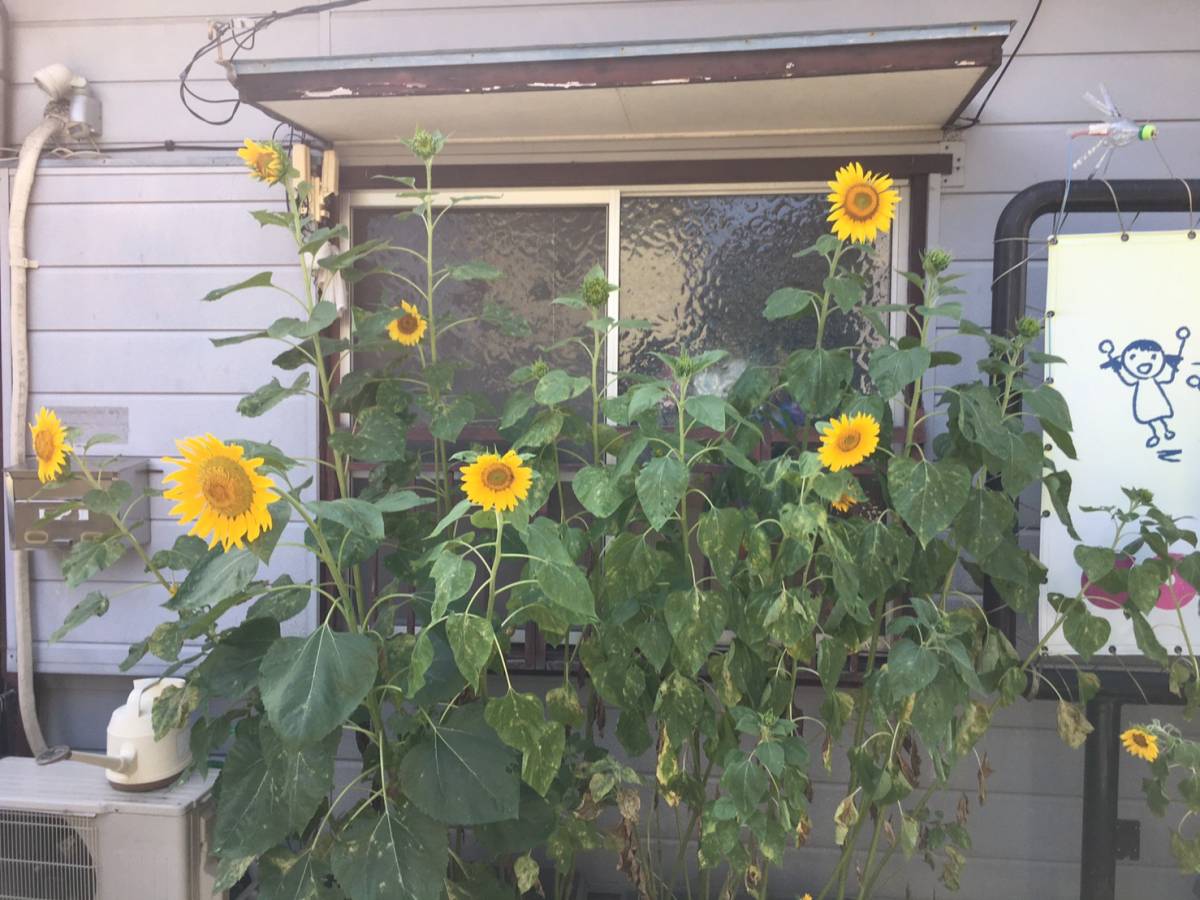 ファイル 233-2.jpg