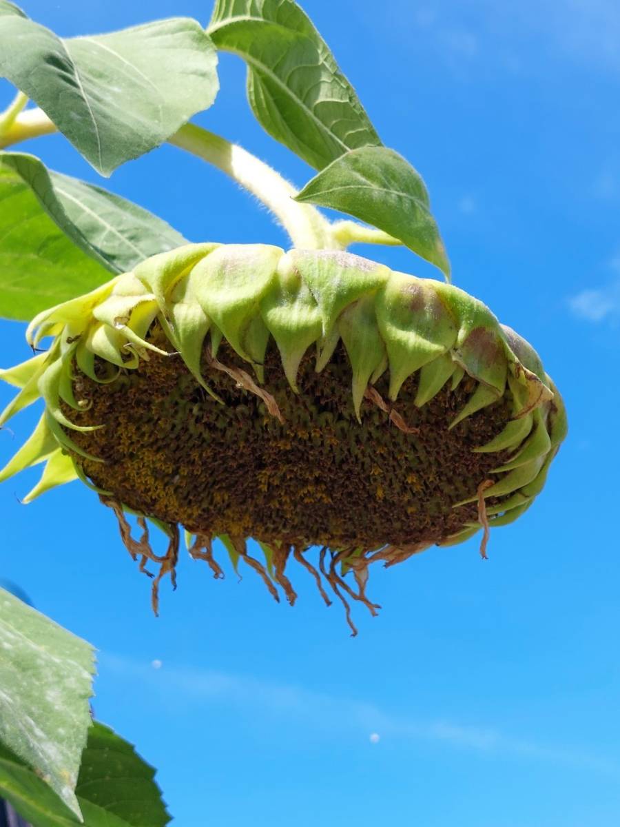 ファイル 233-3.jpg