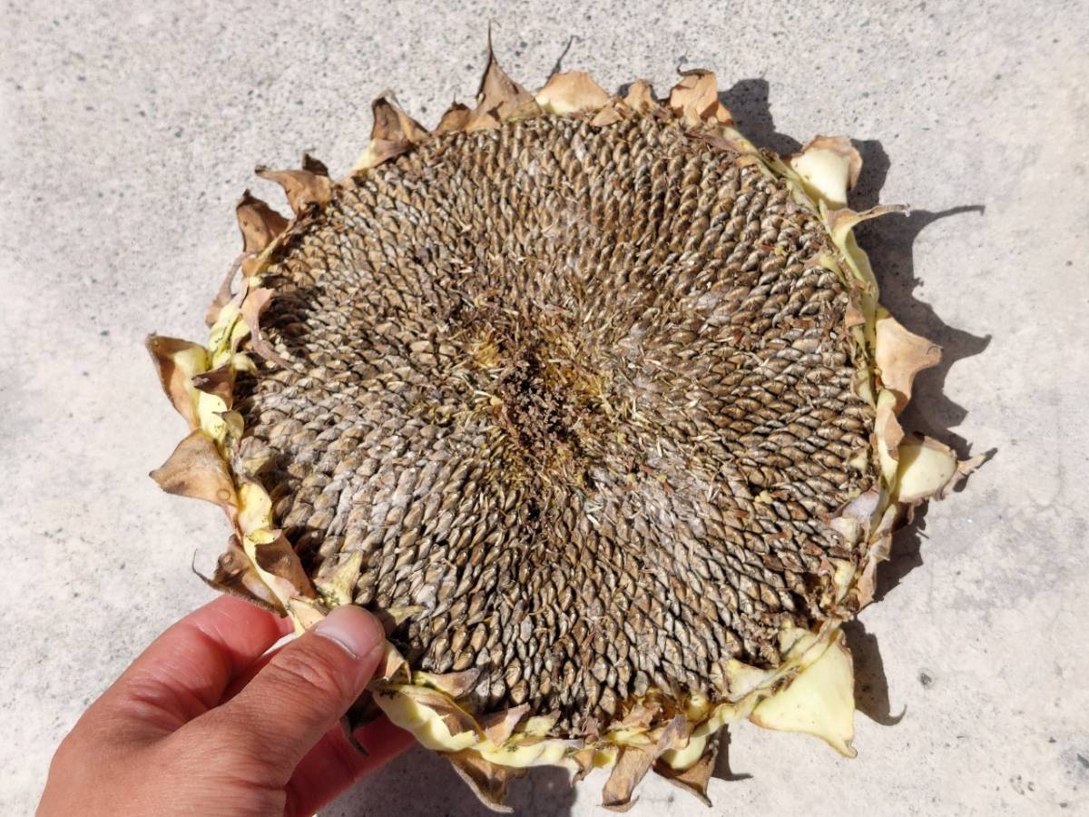 ファイル 233-5.jpg