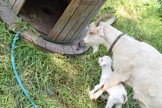 ファイル 58-4.jpg