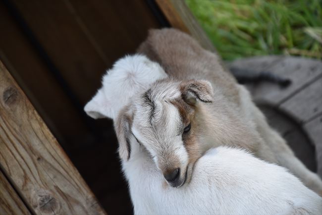 ファイル 58-5.jpg