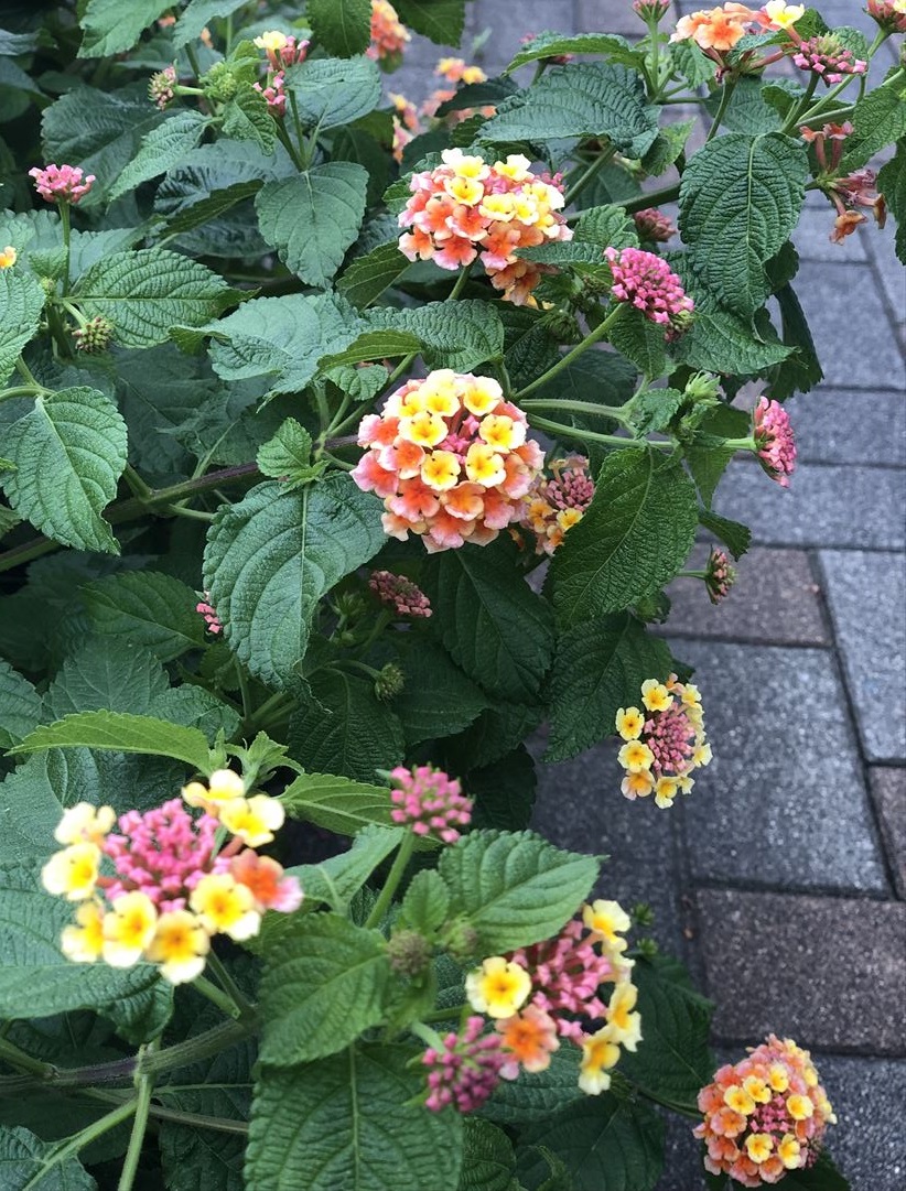 ファイル 81-5.jpg