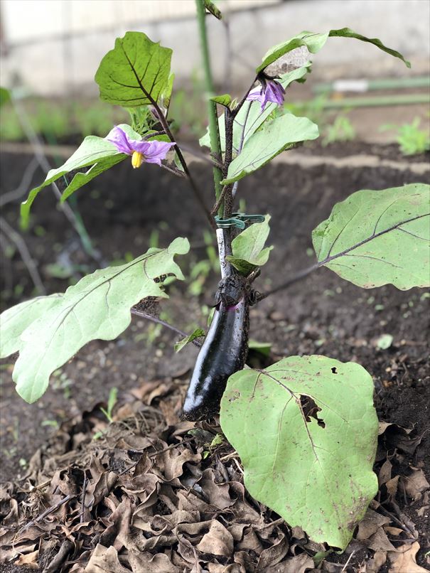 ファイル 83-3.jpg