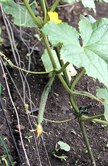 ファイル 83-4.jpg