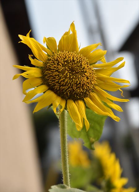 ファイル 97-1.jpg